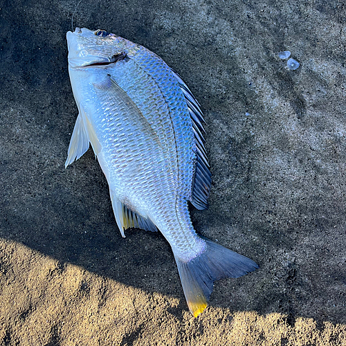 キチヌの釣果