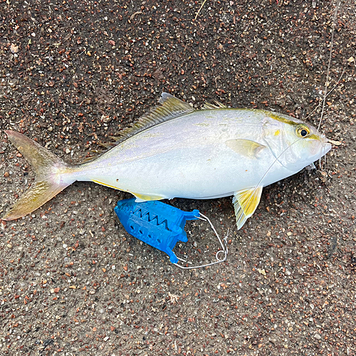 ショゴの釣果