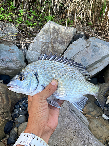 ミナミクロダイの釣果