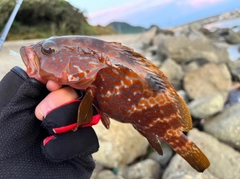 キジハタの釣果