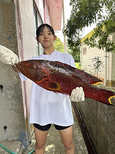 バラハタの釣果