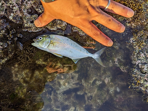 ショゴの釣果