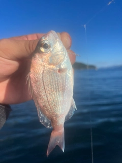 チャリコの釣果