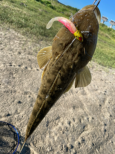 マゴチの釣果