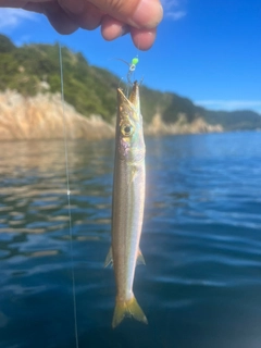 カマスの釣果