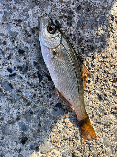 ウミタナゴの釣果