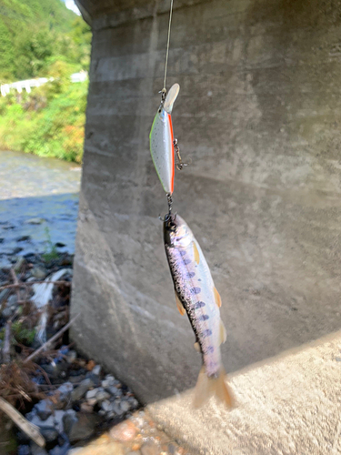 ヤマメの釣果