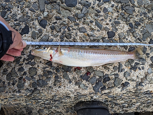 キスの釣果