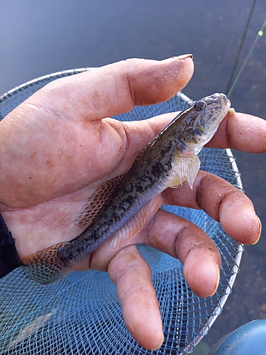 マハゼの釣果