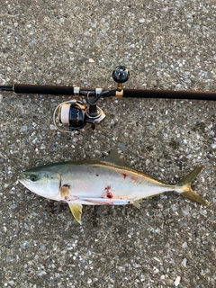 イナダの釣果