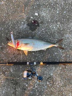 イナダの釣果