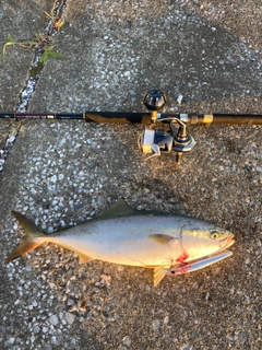 イナダの釣果