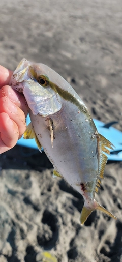 ショゴの釣果