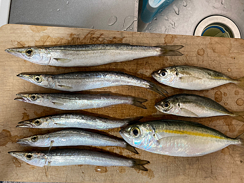 カマスの釣果