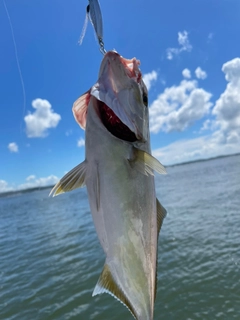 ショゴの釣果