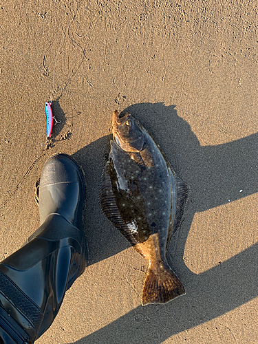 ヒラメの釣果