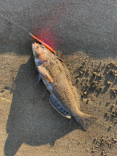 アイナメの釣果