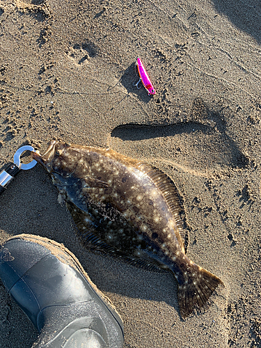 ヒラメの釣果