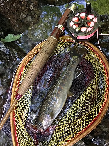 イワナの釣果