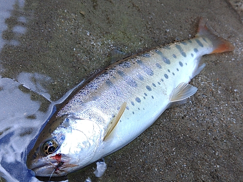 ヤマメの釣果