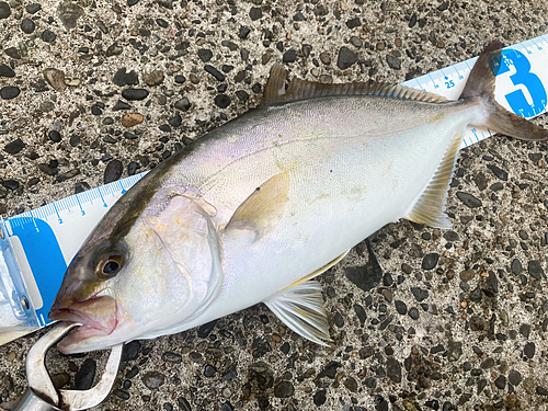 ショゴの釣果