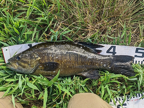 ブラックバスの釣果