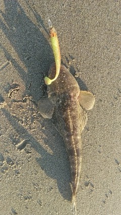 マゴチの釣果