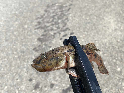 ウロハゼの釣果