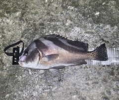 コショウダイの釣果