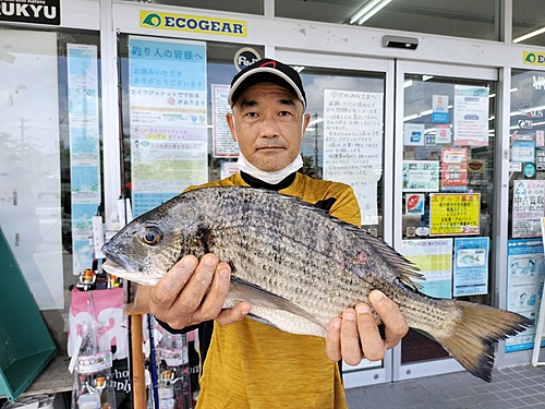 ミナミクロダイの釣果