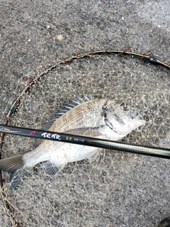 ミナミクロダイの釣果