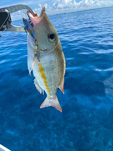 フエフキダイの釣果