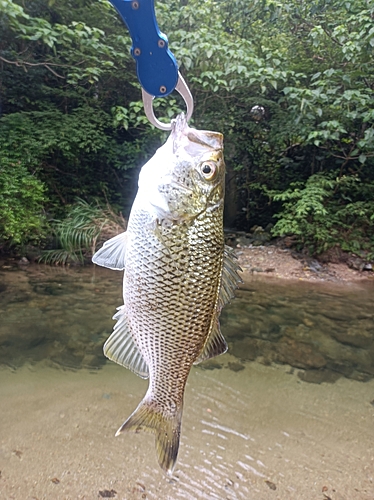 オオクチユゴイの釣果