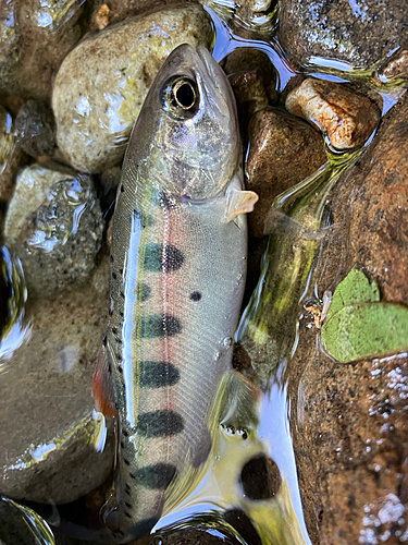 ヤマメの釣果