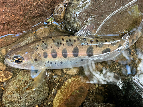 ヤマメの釣果