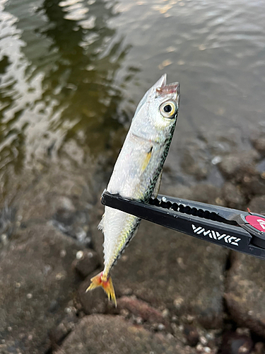 サバの釣果