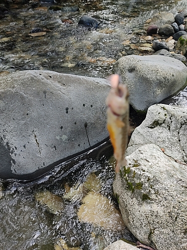 イワナの釣果