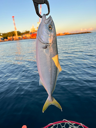 ワカシの釣果