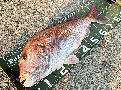 マダイの釣果