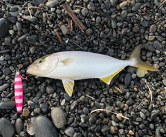 ショゴの釣果