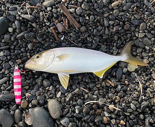 ショゴの釣果