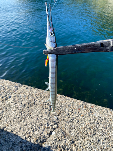 ダツの釣果