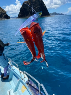 ニジハタの釣果