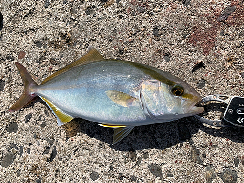 ショゴの釣果