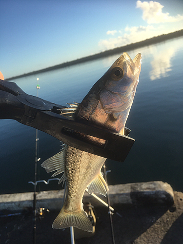 セイゴ（マルスズキ）の釣果