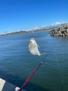 ヘダイの釣果