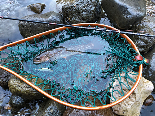 イワナの釣果