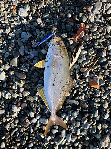 ショゴの釣果