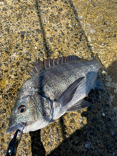 チヌの釣果