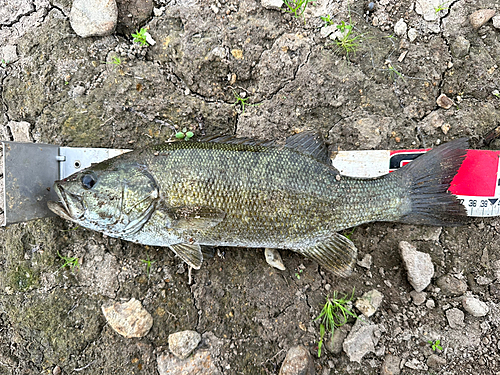 スモールマウスバスの釣果